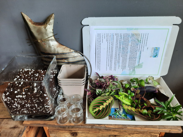 Cutting box Starter kit with 8 easy cuttings