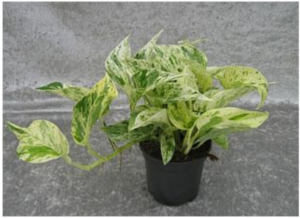Epipremnum Marble Queen