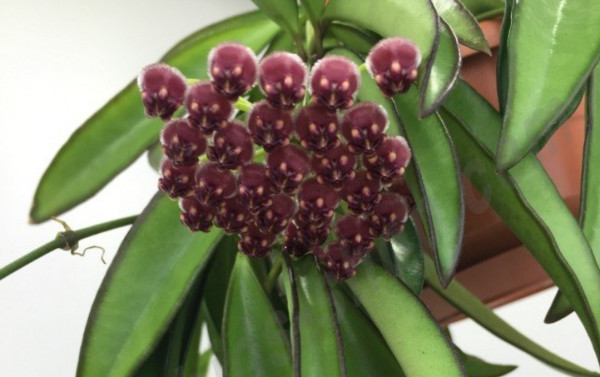 Hoya Wayetii