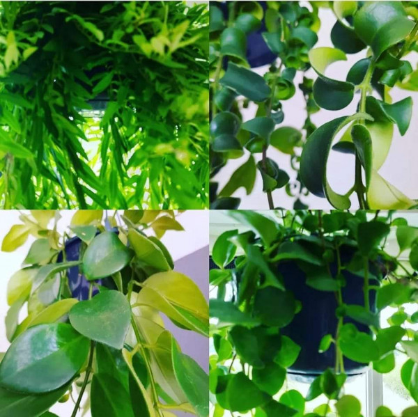 Lipstickplant stekjesbox, 5 soorten stekjes ( Aeschynanthus )