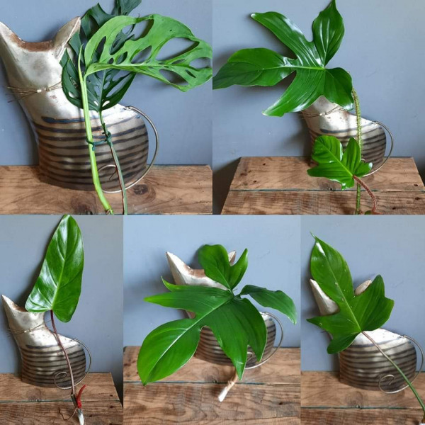 Philodendron Box, 4 verschillende soorten stekken