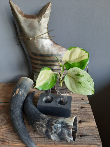 Epipremnum Happy Leaf