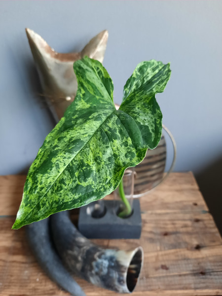 Stekje Syngonium Mottled Mojito