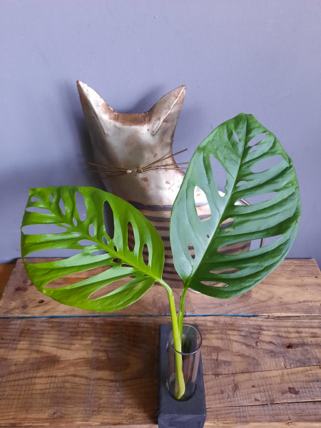 Stekje Monstera Adansonii "Laniata"