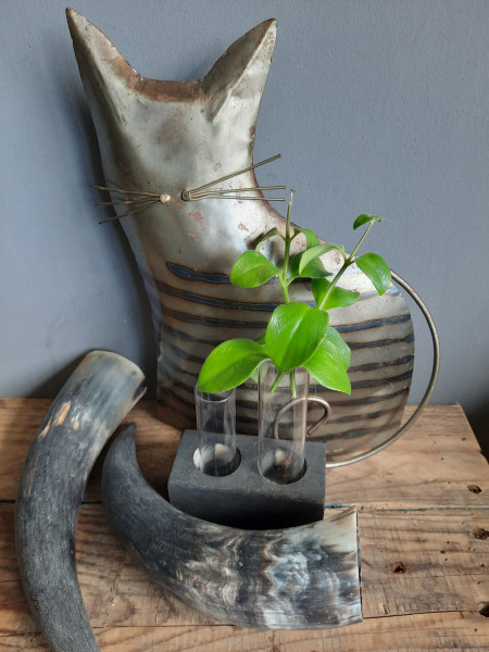 Stekje  Lipstickplant Mona Lisa  ( Aeschynanthus )