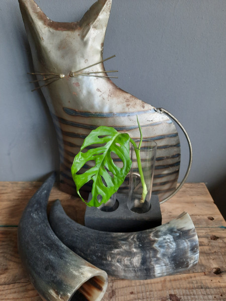 Monstera Adansonii