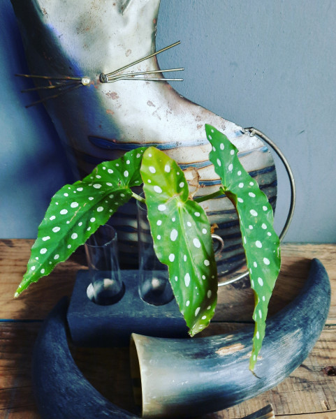 Begonia Polkadot