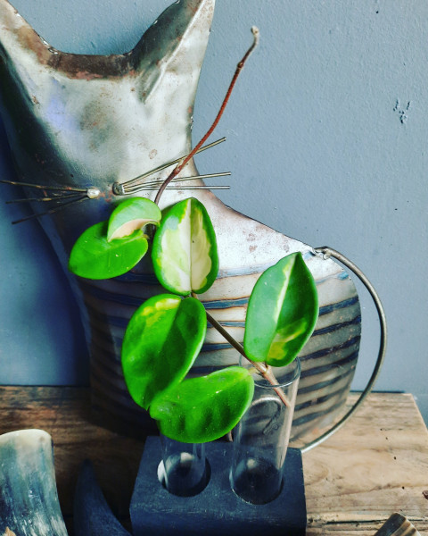 Stekje Hoya Carnosa Tricolore