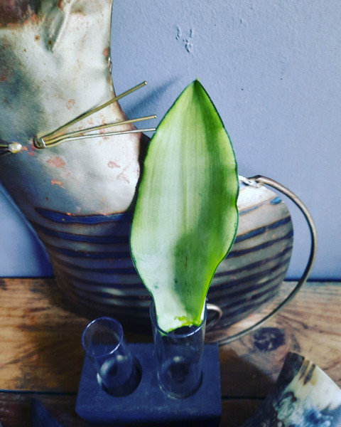 Sanseveria 