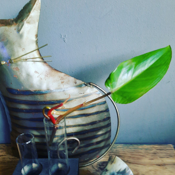 Philodendron Red Emerald