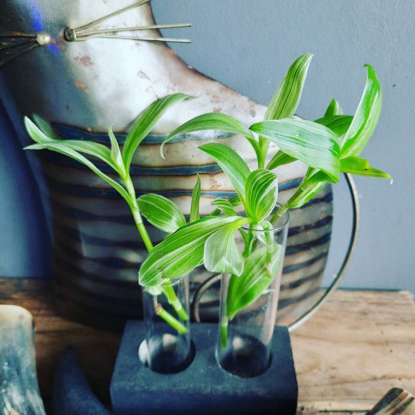 Tradescantia Albiflora Variegata