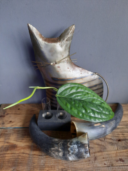 Monstera Karstenianum / Monstera Peru/ Epipremnum Marble Planet