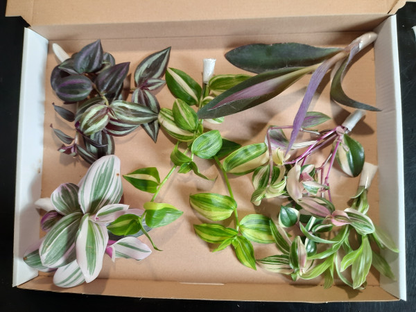 Tradescantia stekjesbox, 4 soorten