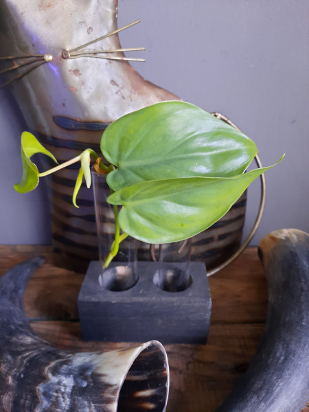 Stekje Philodendron Scandens