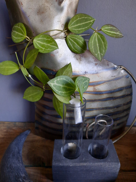 Dischidia Ovata Melon