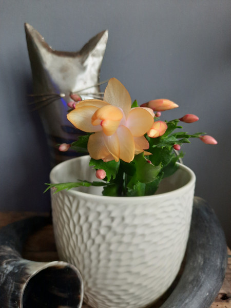 Kerstlidcactus / Schlumbergera , oranje bloem