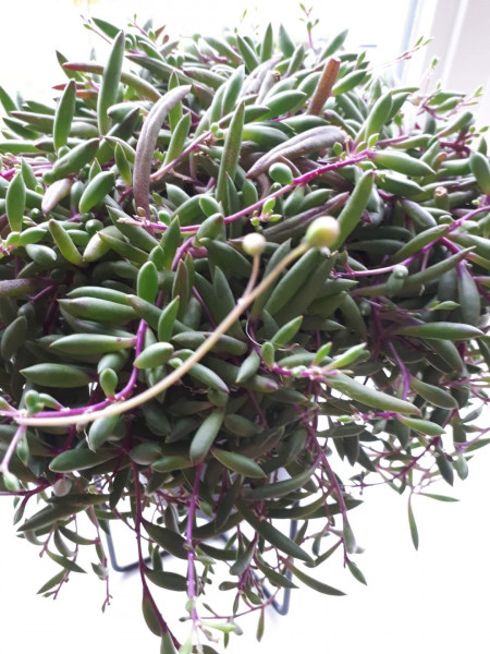 Stekje Senecio Purple Flush