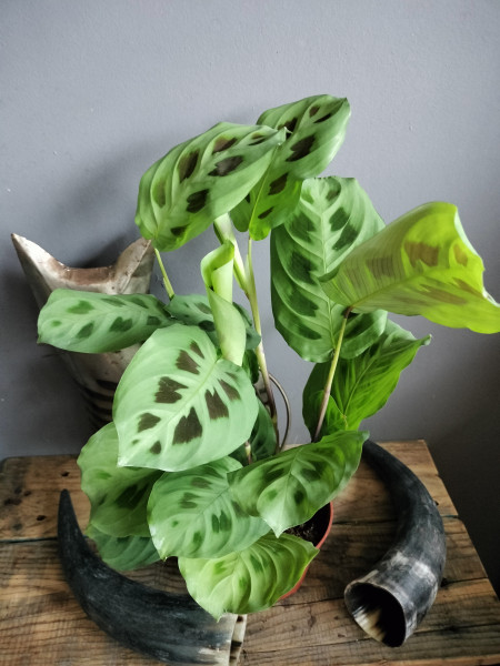 Stekje Maranta Kerchoveana