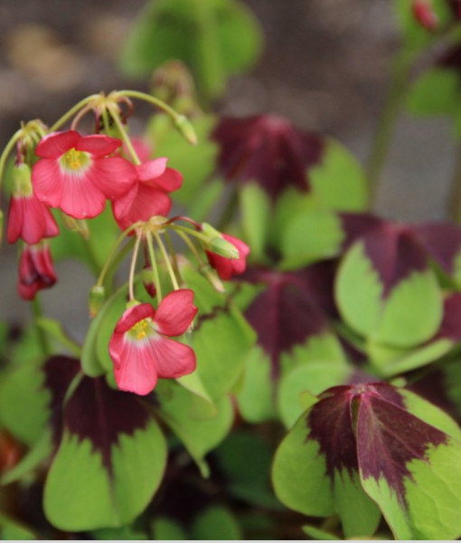 Oxalis Deppei 