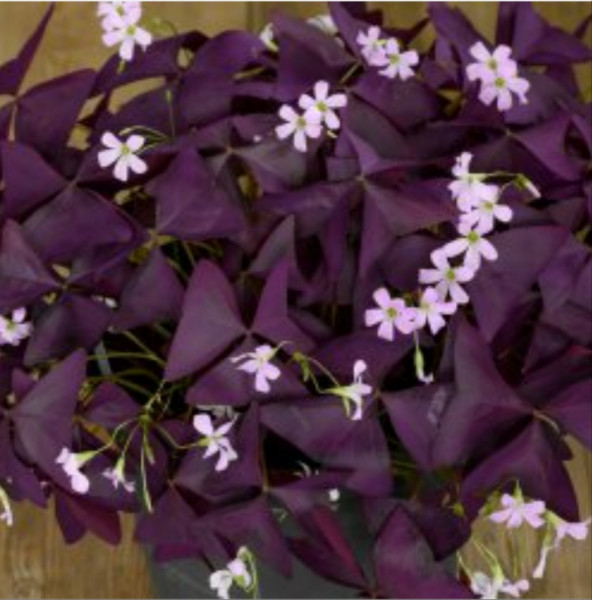 Oxalis triangularis 'Burgundy Wine'