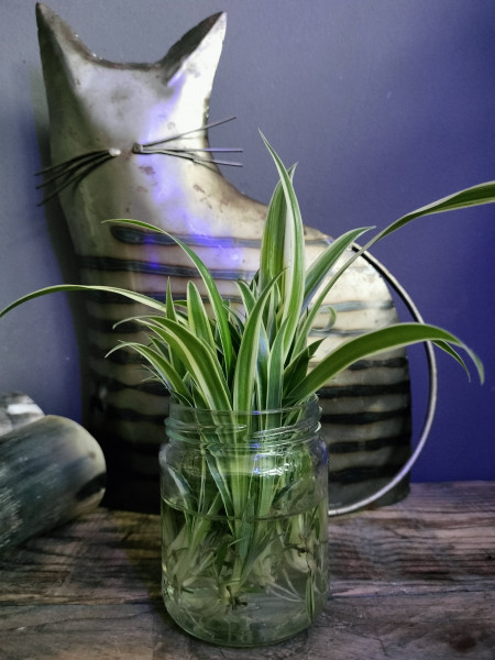 Stekje Chlorophytum - Graslelie