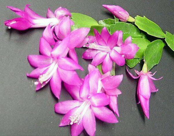 Stekje Kerstlidcactus / Schlumbergera , roze bloem