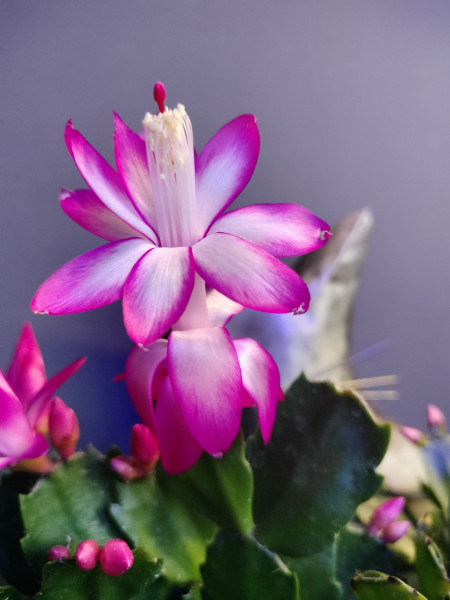 Kerstlidcactus / Schlumbergera , roze bloem
