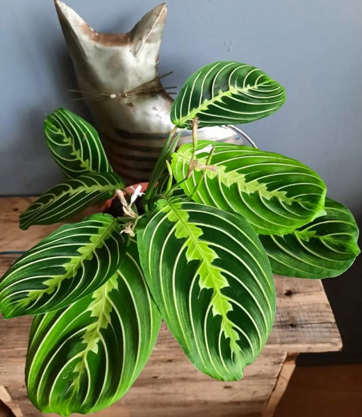 Stekje Maranta Lemon Lime