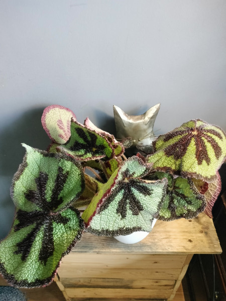 Begonia Iron Cross , 2 bladstekken