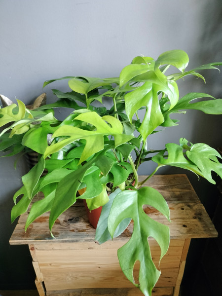 Stekje Monstera Minima / Rhaphidaphora Tetrasperma