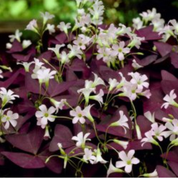 Stekje Oxalis Triangularis 'Mijke'