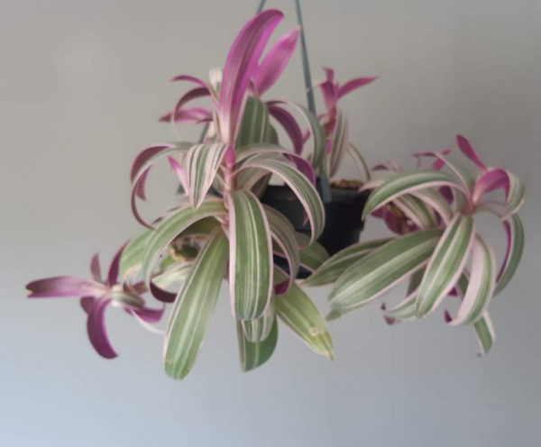 Stekje Tradescantia spathacea 'Sitara'