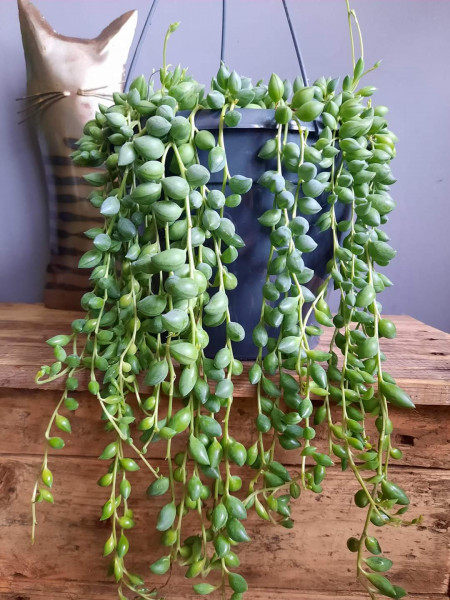 Senecio Herreianus /  String of Tears