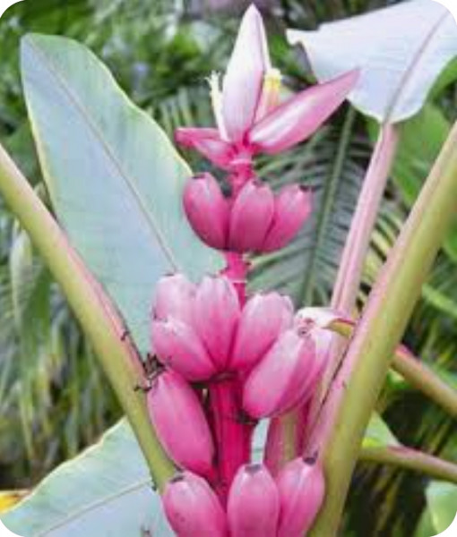 Musa velutina - Roze dwergbanaan plant van 30 cm hoog