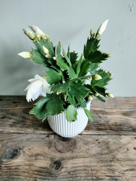 Stekje Kerstlidcactus / Schlumbergera , witte bloem