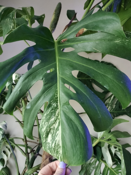 Monstera Variegata, weinig wit in het blad!