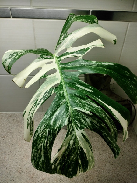 Monstera Albo Variegata E