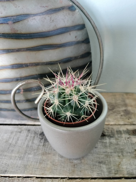 Plantjes Ferocactus Pilosus