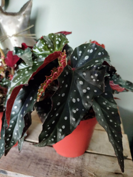 Stekje Begonia 'Black Forrest'