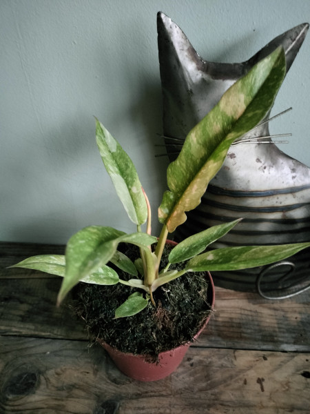 Philodendron 'Ring of fire' Variegata plant , geen stek