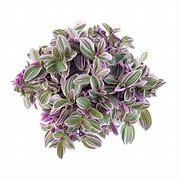 Stekje Tradescantia Sweetness