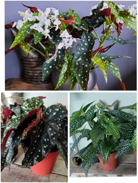 Begonia stekjesbox, 3 soorten