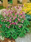 Oxalis Triangularis ' Lasiandra' 3 knolletjes