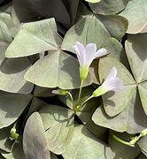 Oxalis 'Sanne'  5 knolletjes