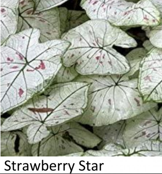 Caladium  'Strawberry Star'  knol