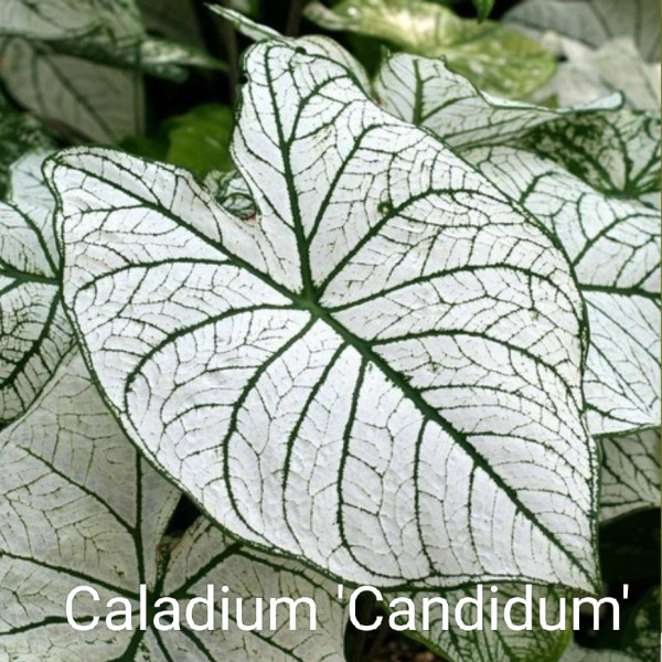 Caladium 'Candidum' knol