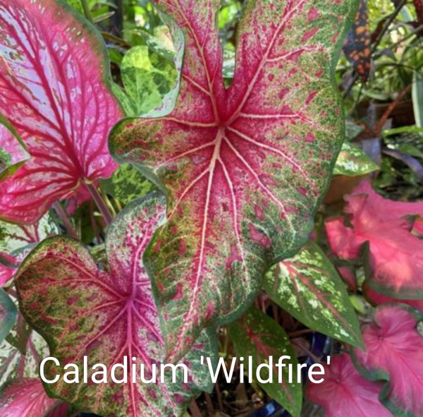 Caladium 'Wildfire' knol