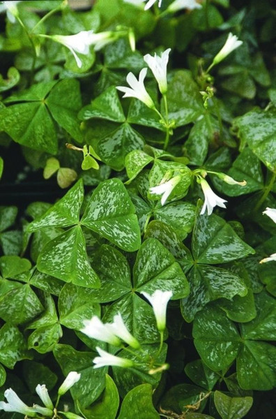 Oxalis Triangularis "Irish Mist" 5 knollen