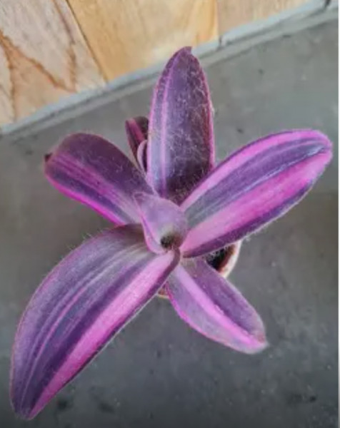 Stekje Tradescantia Pallida 'Pink Stripe'