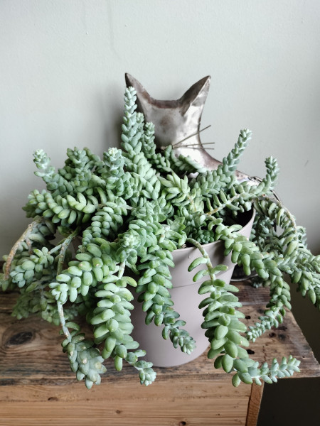 Sedum Morganianum